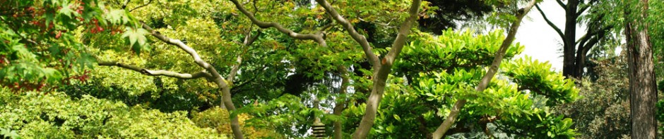 ARBORESCENCE